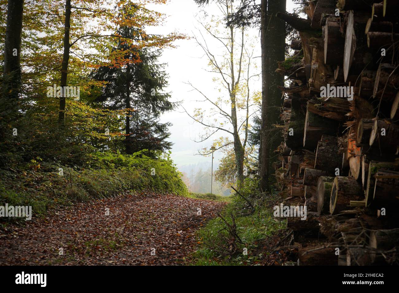Forest path in autumn Stock Photo - Alamy