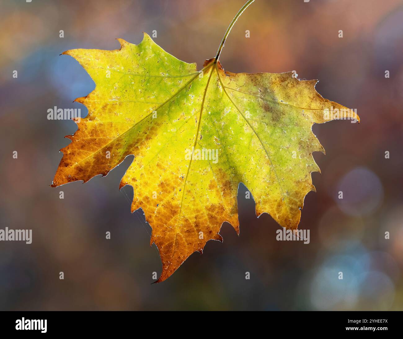 Autumn Colorful Maple Leaf Hanging Stock Photo