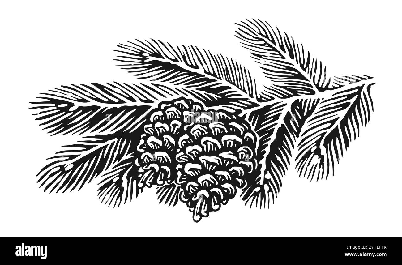 Pine fluffy branches and cones. Christmas tree, spruce twig sketch. Hand drawn vector illustration Stock Vector