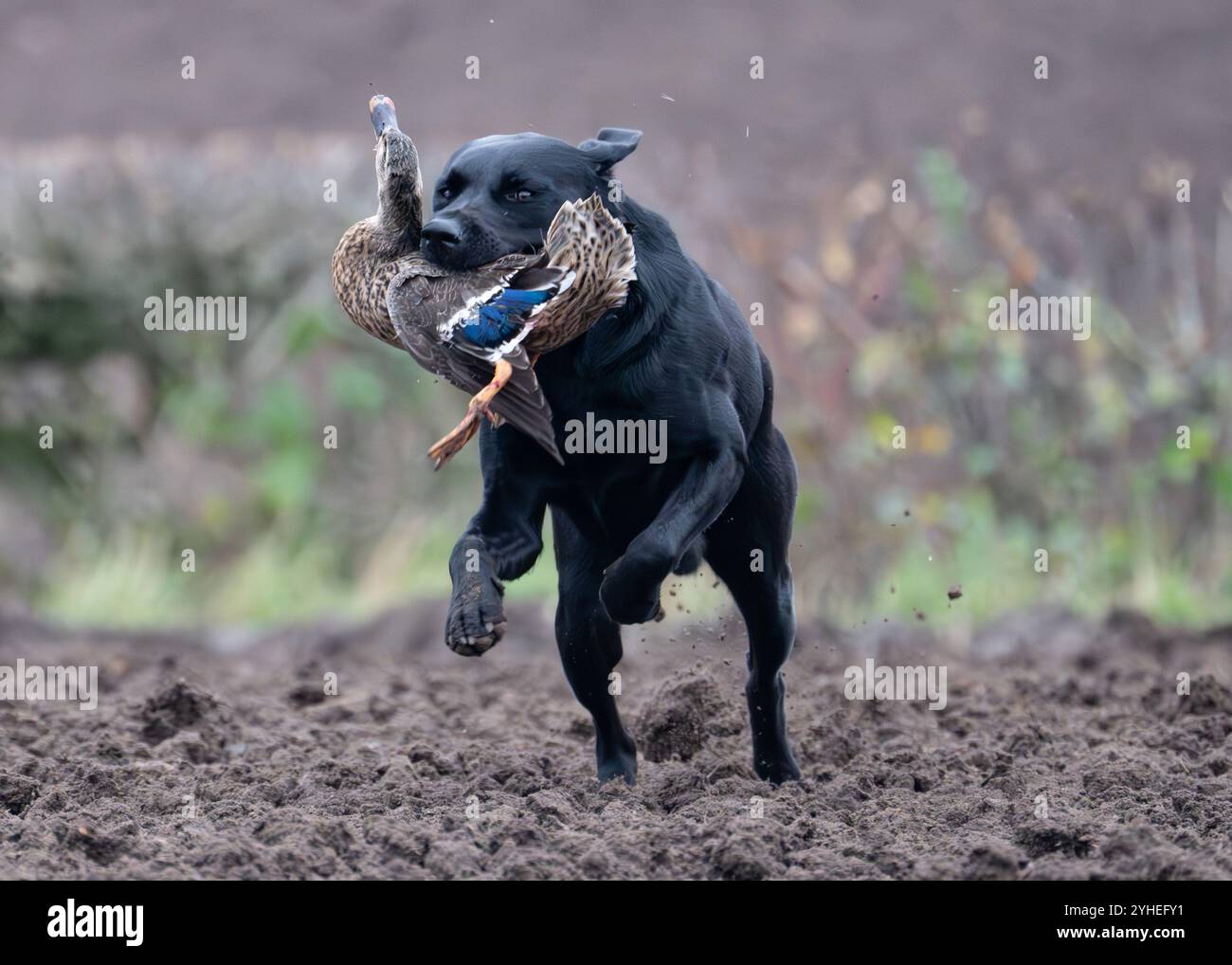 Labrador retrieving a pheasant hi-res stock photography and images - Alamy