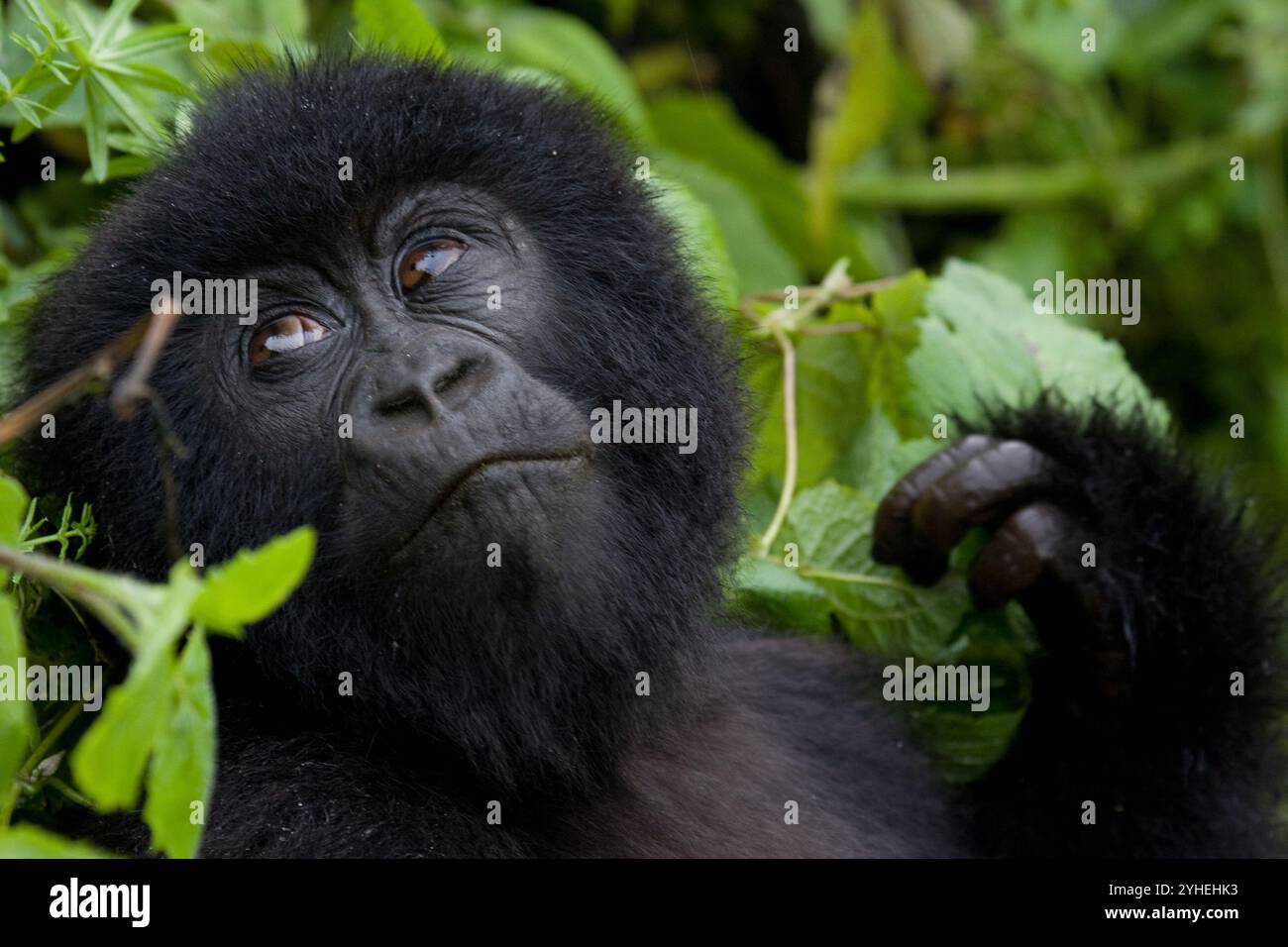 Volcanoes National Park, Rwanda, is one of the few places inhabited by the critically endangered mountain gorilla, Gorilla beringei beringei. Stock Photo