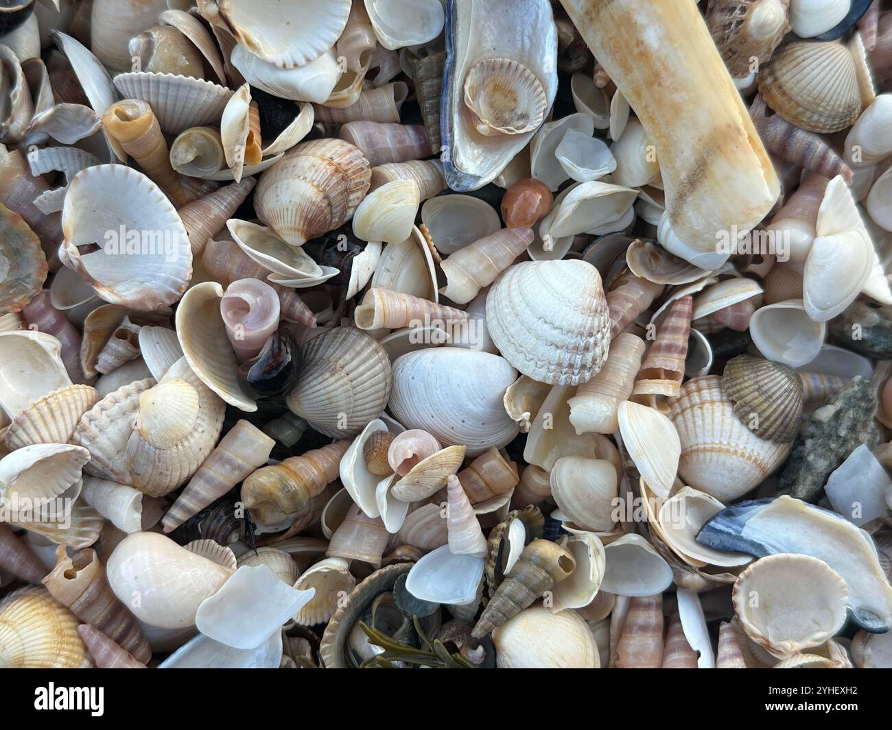 Seashells - Smartphone Captured Stock Image