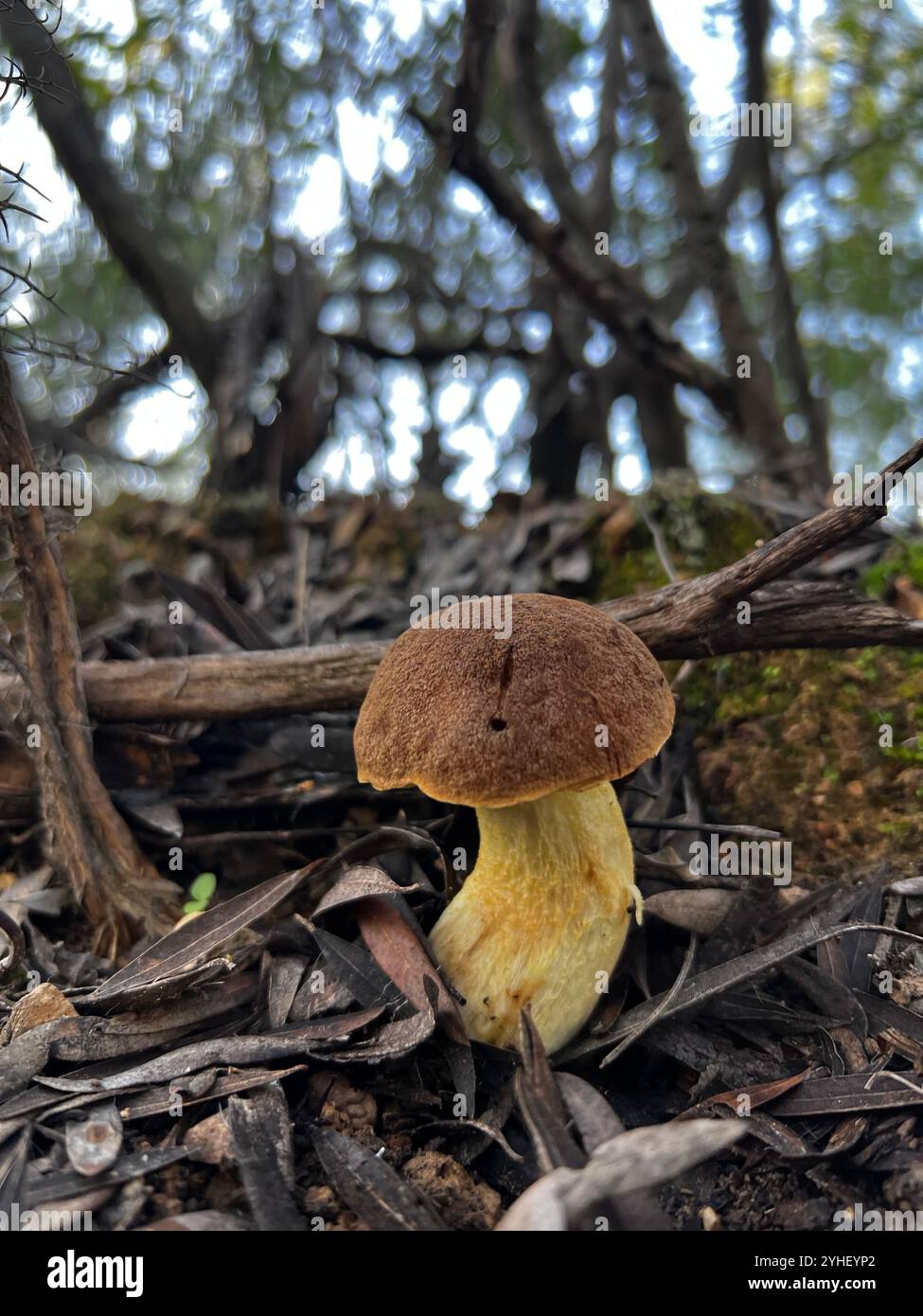 Boletus in the forest - Smartphone Captured Stock Image
