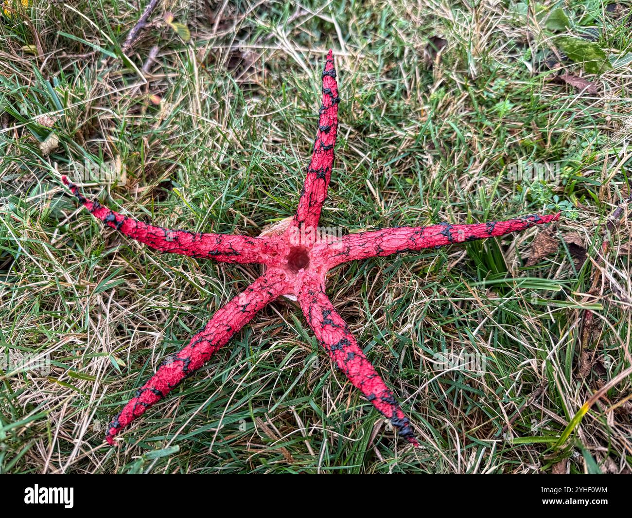 Devil's Fingers fungus (Clathrus archeri) Growing on heathland in the New Forest National Park - Smartphone Captured Stock Image