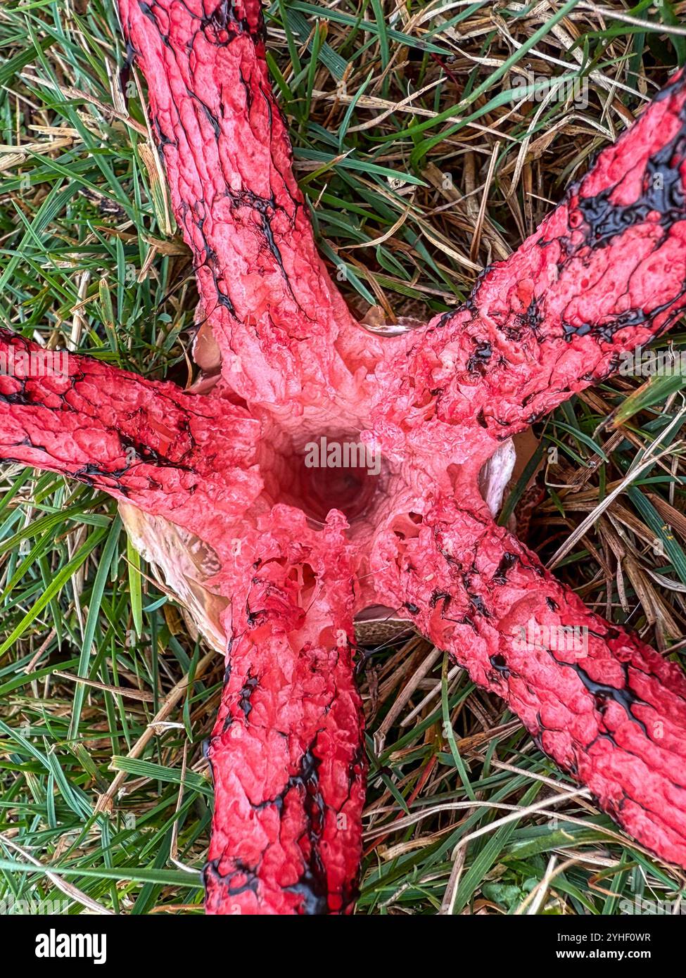 Devil's Fingers fungus (Clathrus archeri) Close-up growing on heathland in the New Forest National Park - Smartphone Captured Stock Image