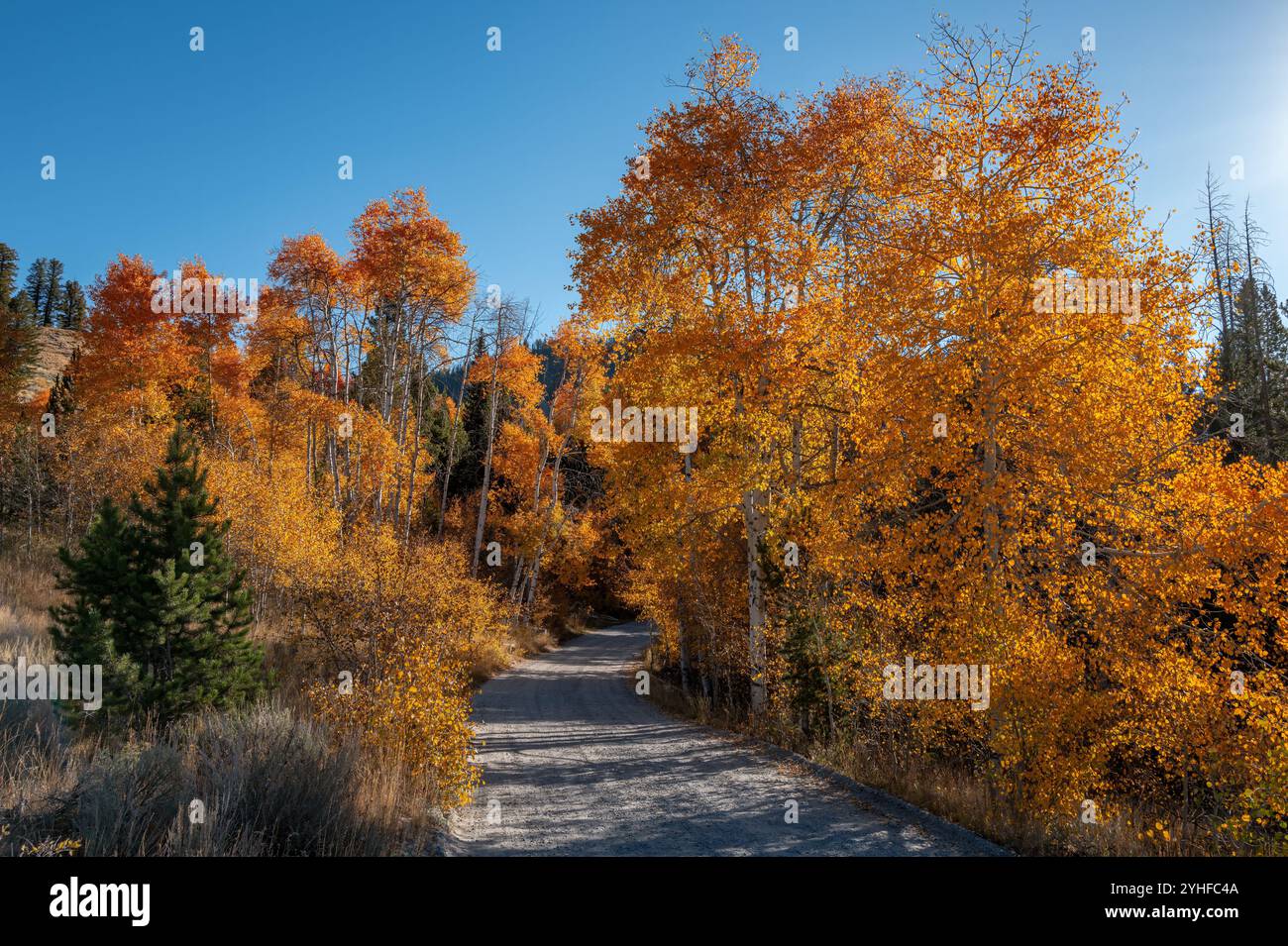 Beautiful autumn Aspen trees with a winding road Stock Photo - Alamy