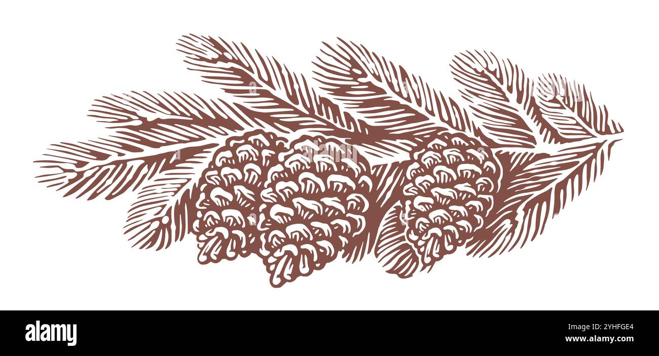 Pine branch with cones sketch. Christmas tree, spruce twig vector ...