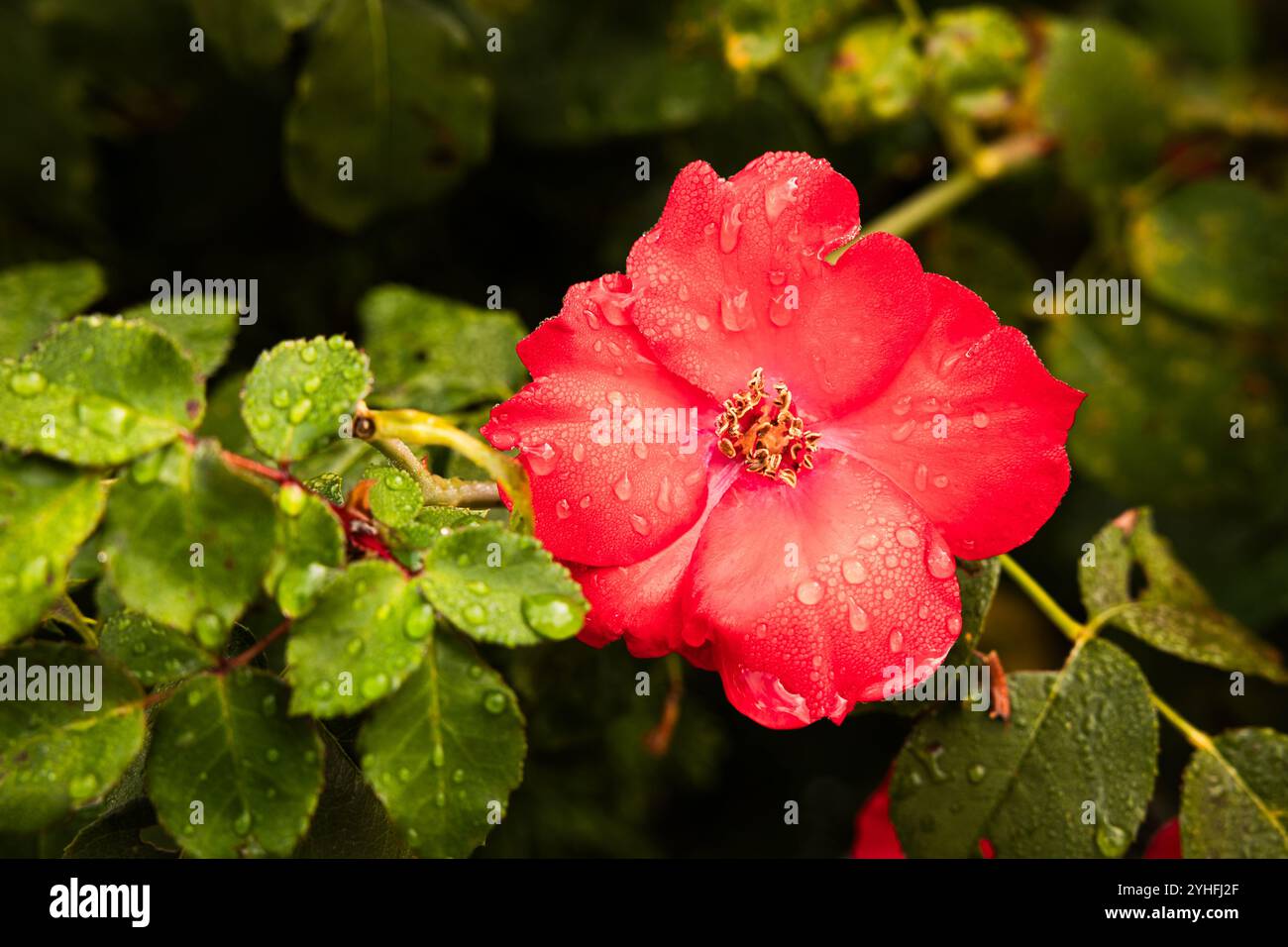 leaves and red flowers after the storm filled with raindrops Stock Photo