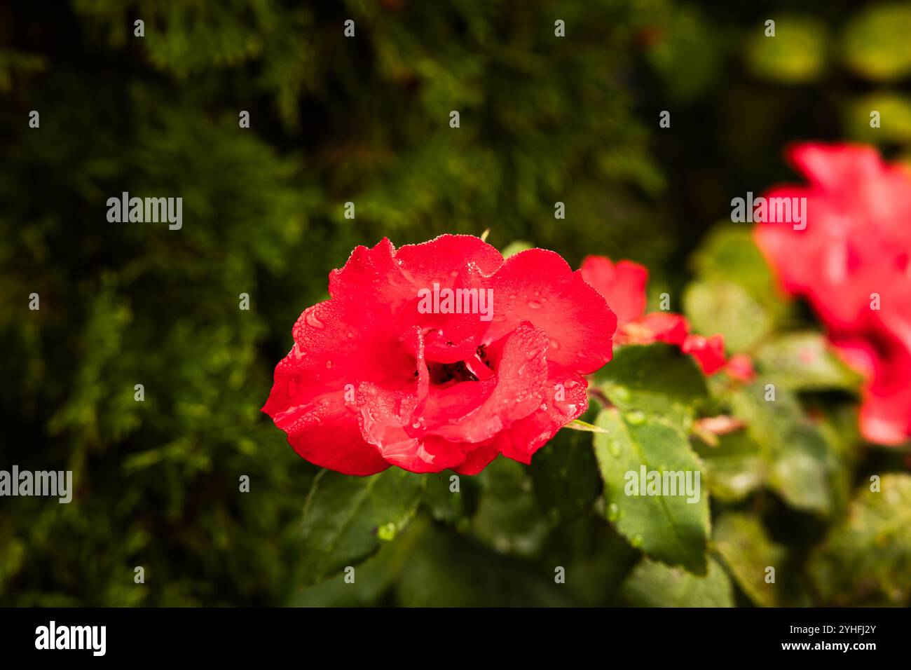 leaves and red flowers after the storm filled with raindrops Stock Photo