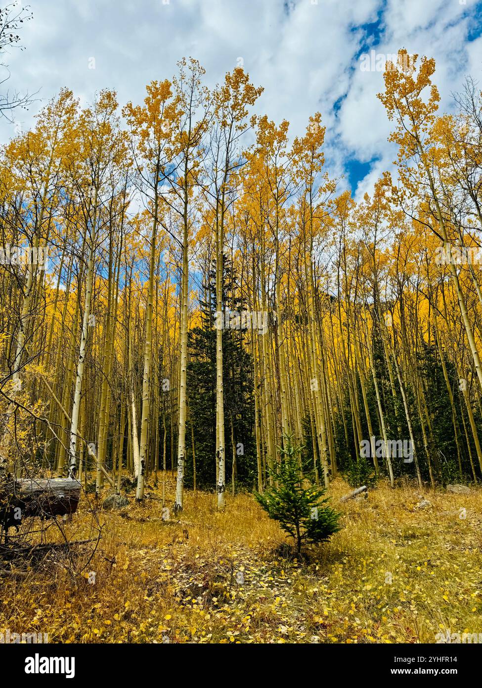 Autumn in Colorado - Smartphone Captured Stock Image