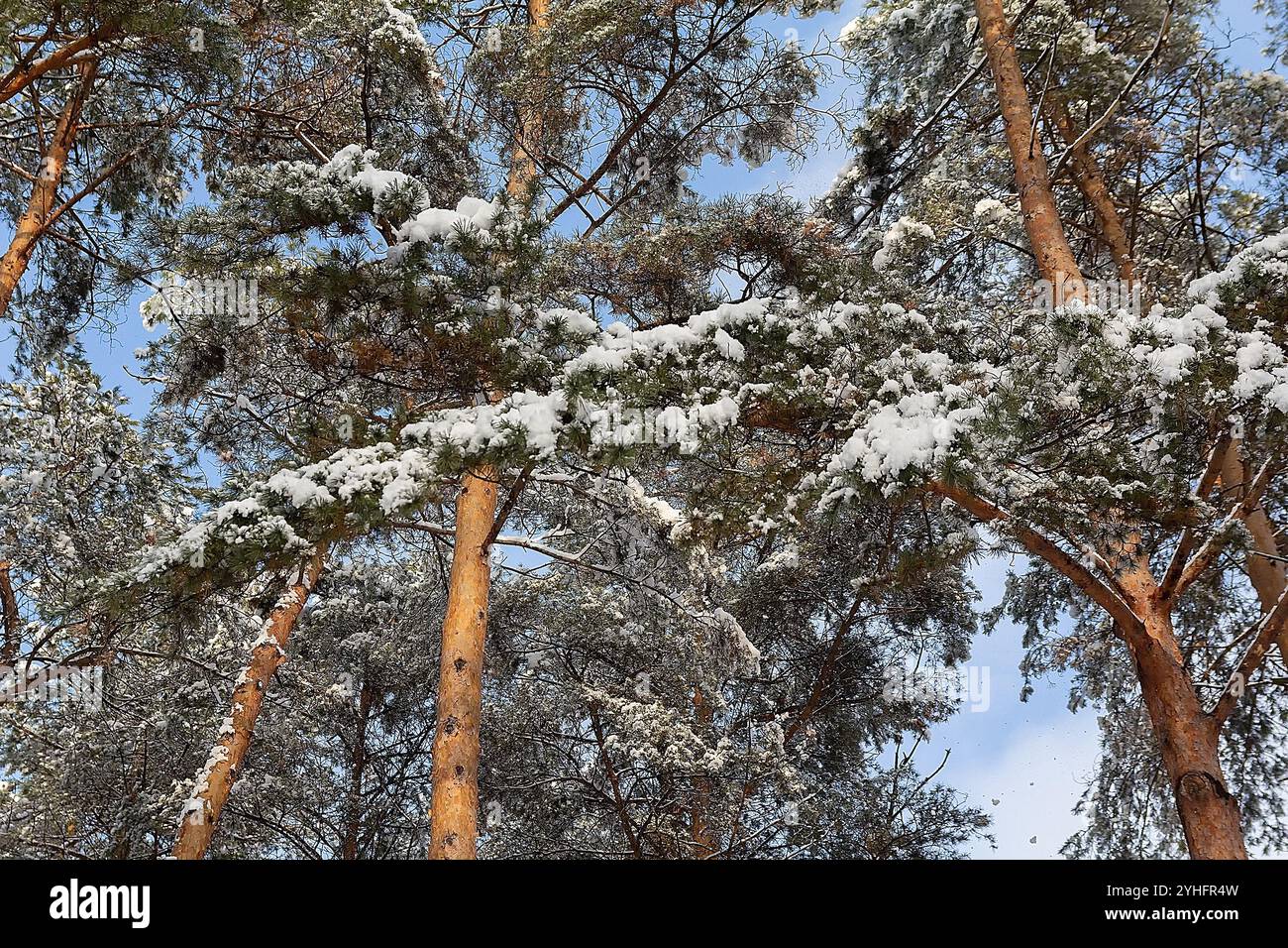 Crowns tall pine trees hi-res stock photography and images - Alamy