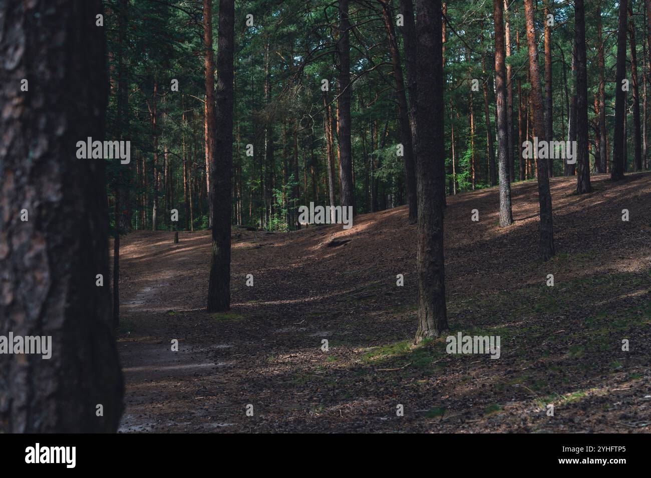 A sunlit forest scene with tall pine trees and a winding dirt path ...