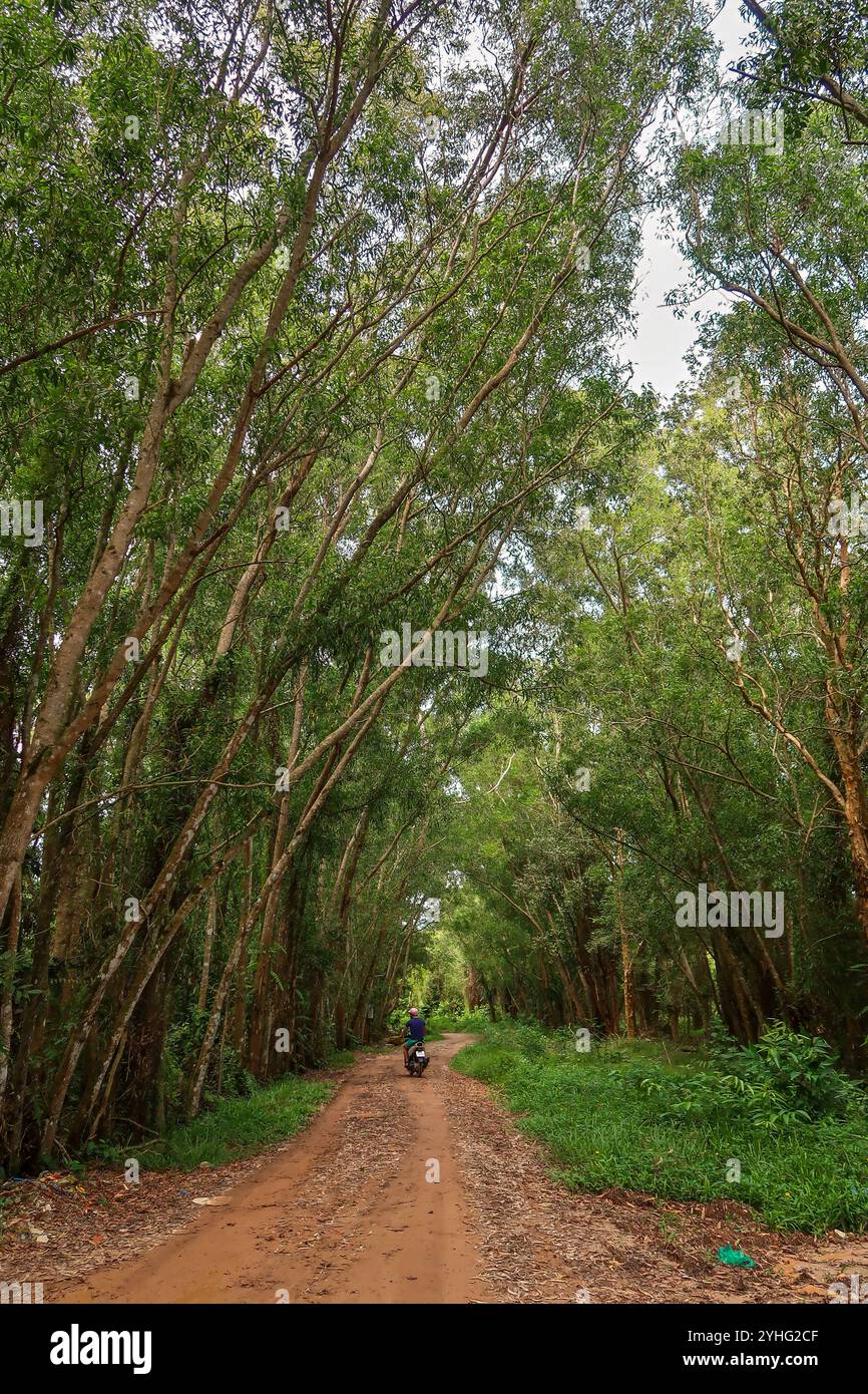 Motorcyclist riding down a dirt path through a dense forest, surrounded by tall, arching trees. Stock Photo