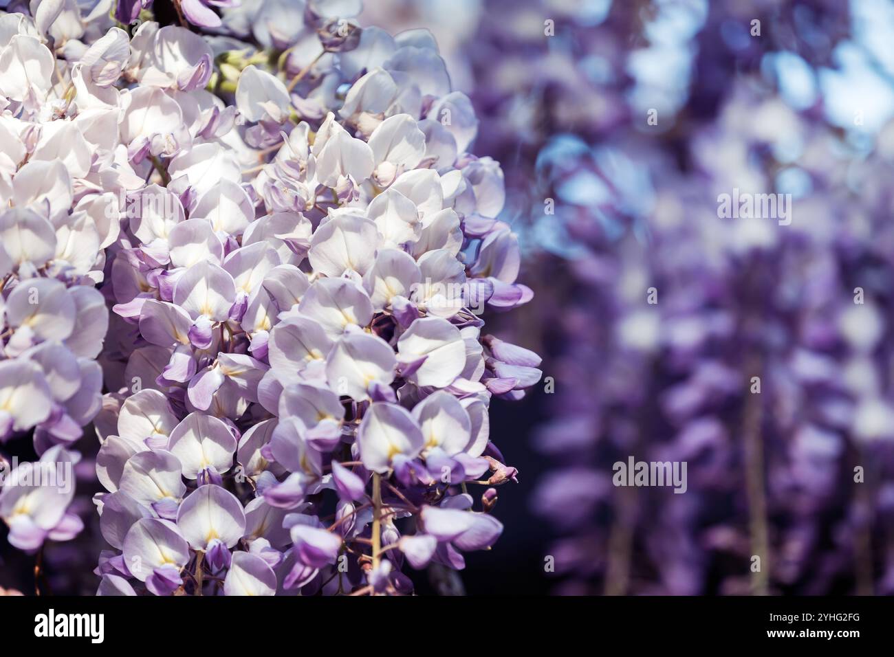 Fragrance of spring blooms hi-res stock photography and images - Alamy