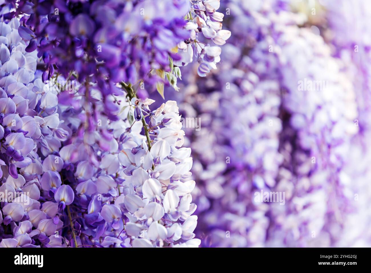 Delicate wisteria blooms hi-res stock photography and images - Alamy