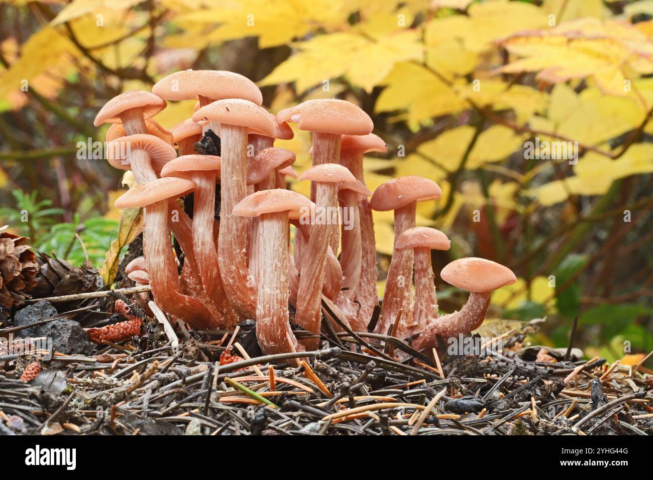 Qizil sochli ayollarning onanizm suratlari