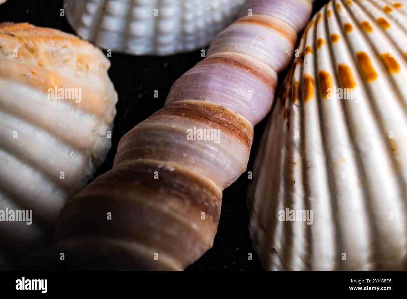 Shell textures hi-res stock photography and images - Alamy