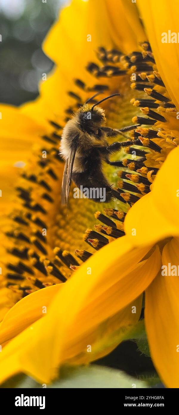 Pictures of insects doing what they do best! - Smartphone Captured Stock Image