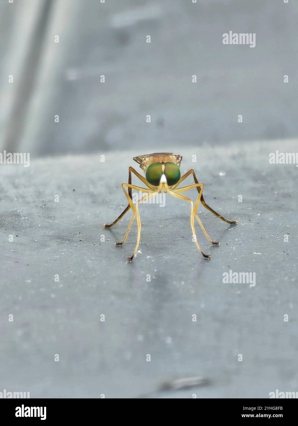 Pictures of insects doing what they do best! - Smartphone Captured Stock Image