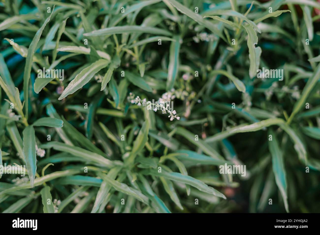 Close-up of lush green leaves with delicate white flowers scattered throughout. The natural arrangement and vibrant green colors provide a fresh, calm Stock Photo