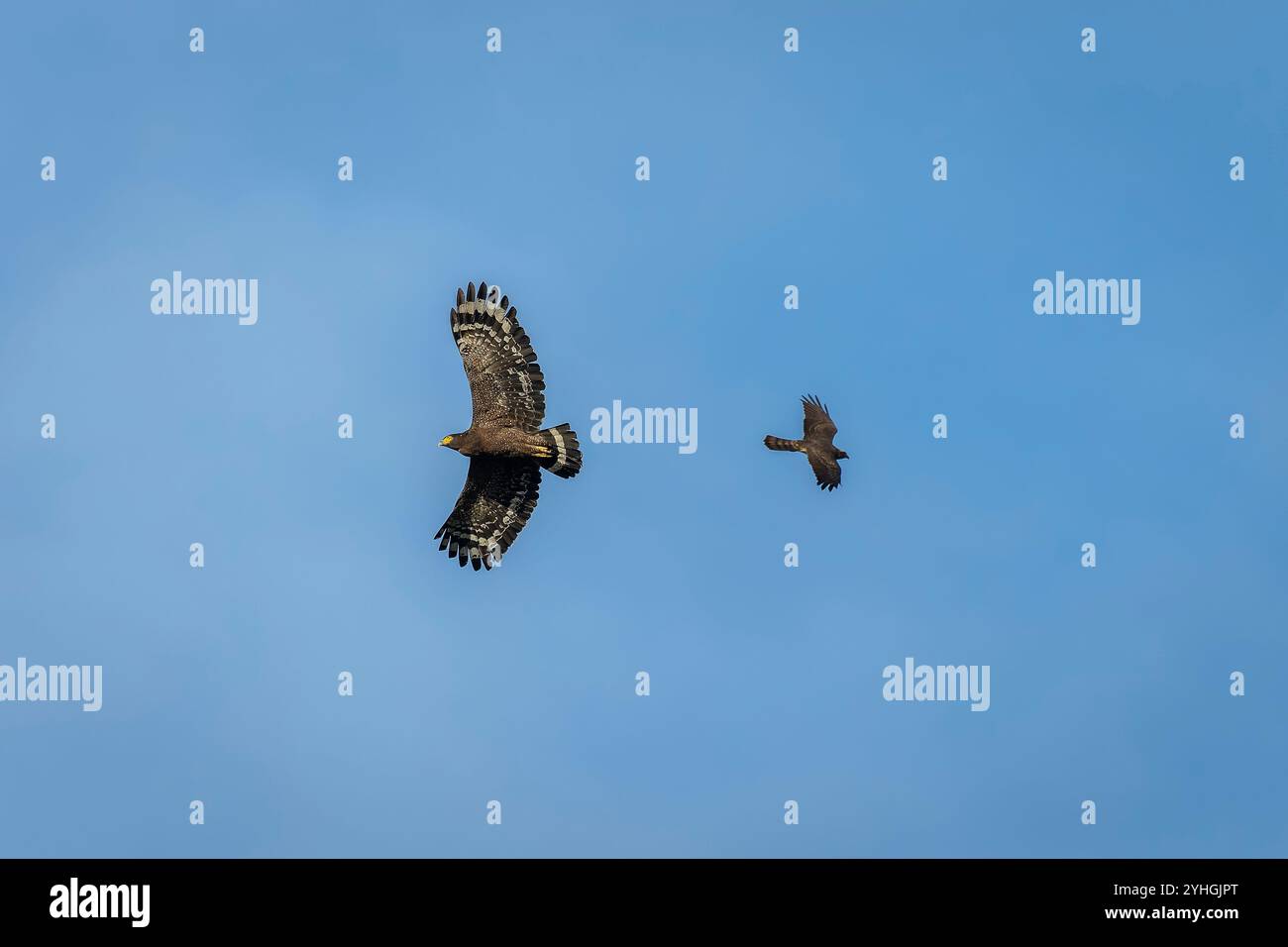 Crested serpent eagle and grey-faced buzzard in flight Stock Photo