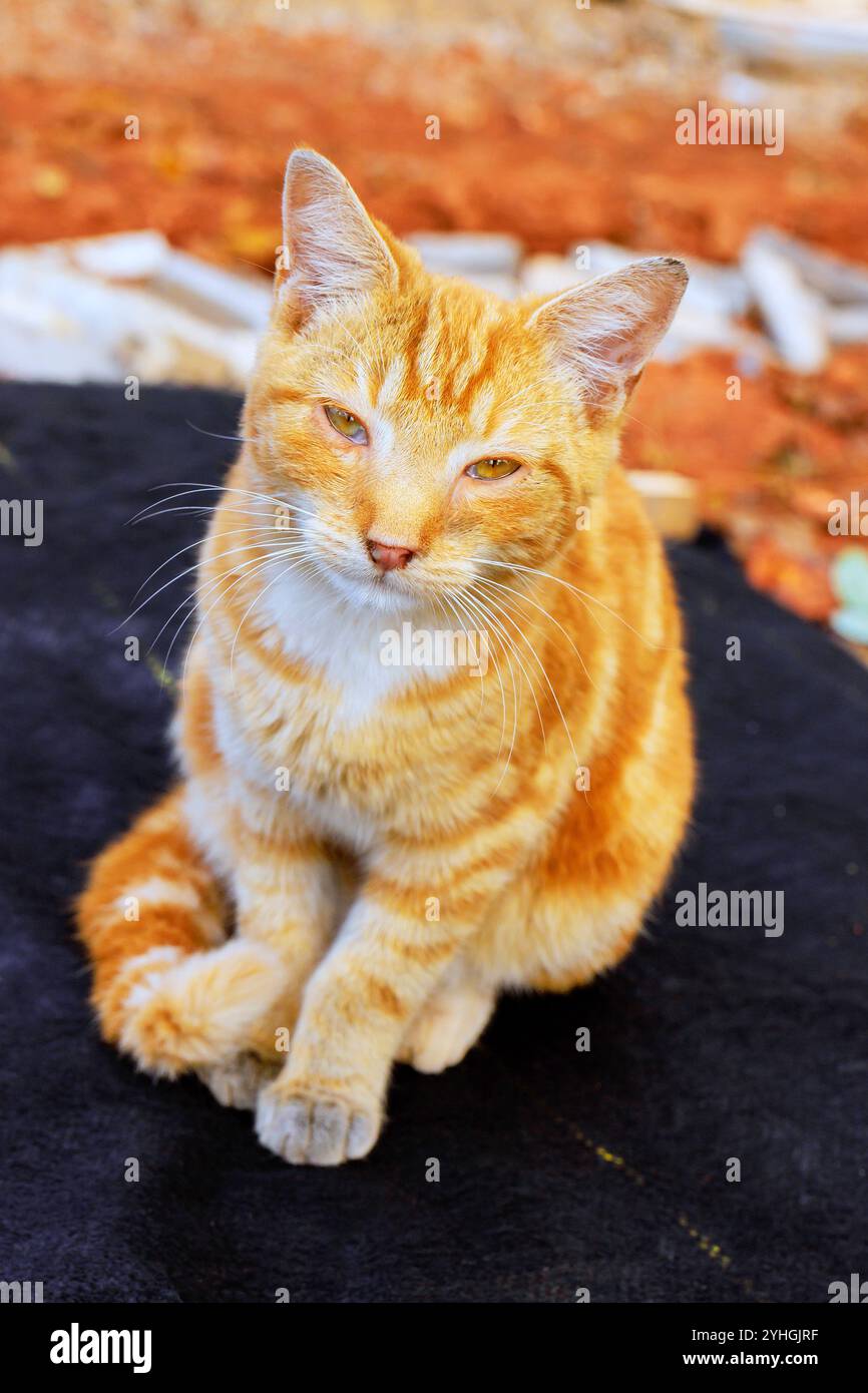 Inquisitive orange tabby cat hi-res stock photography and images - Alamy