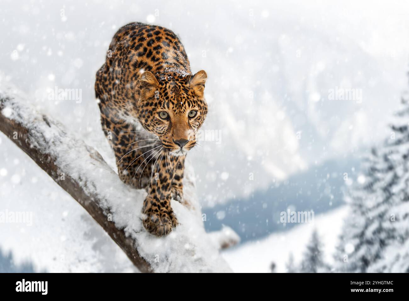 Leopard Falling The leopard walks carefully along a snow-covered branch, showcasing its ...