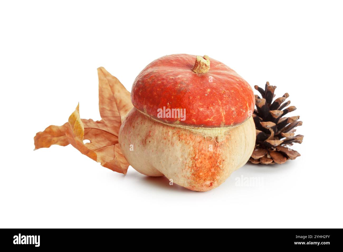 Autumn display with pumpkin and leaves isolated on white background ...
