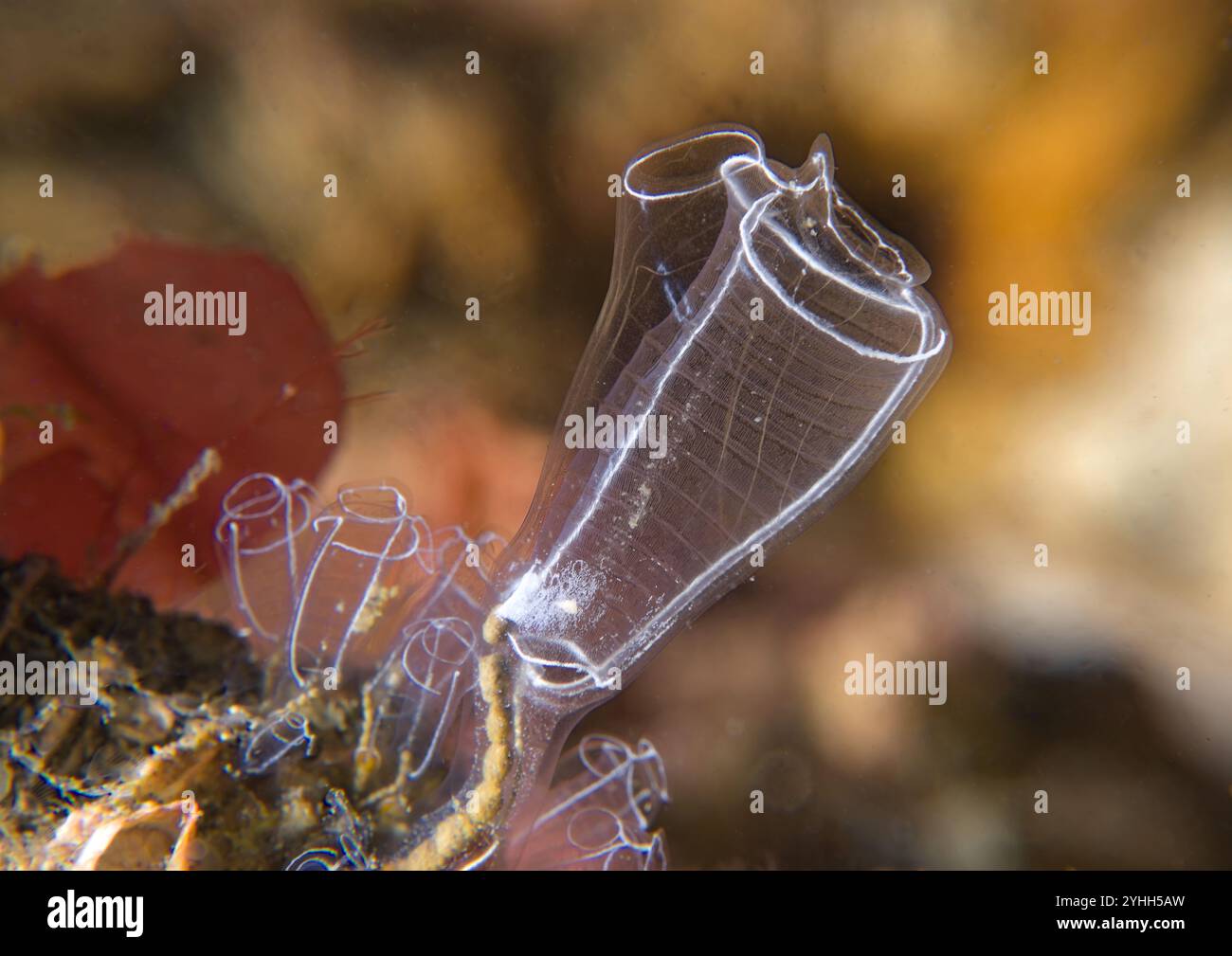 Clavelina species hi-res stock photography and images - Alamy