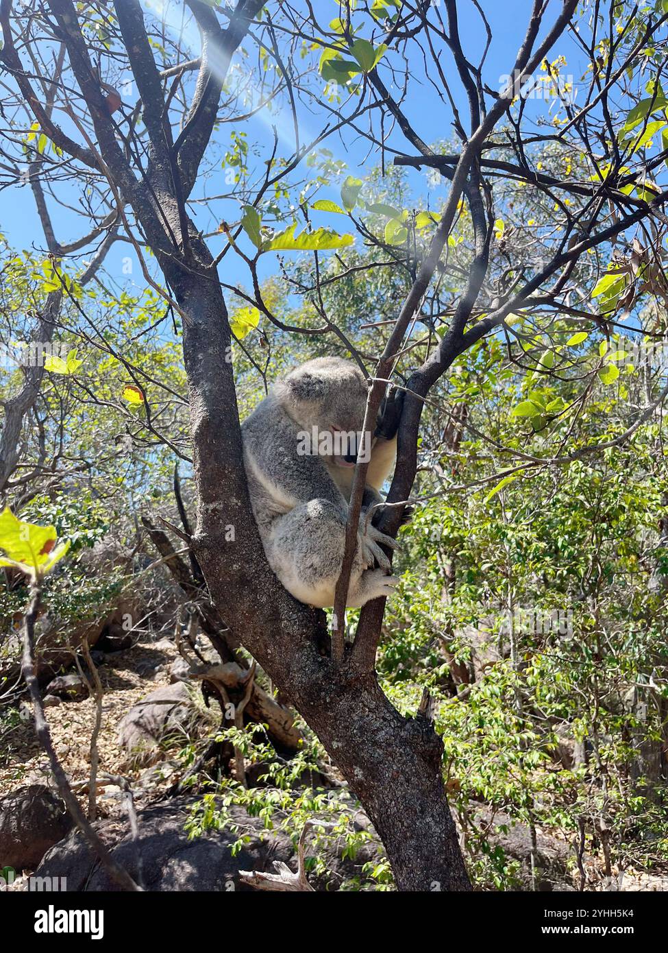 Sleeping Koala on Magnetic island - Smartphone Captured Stock Image
