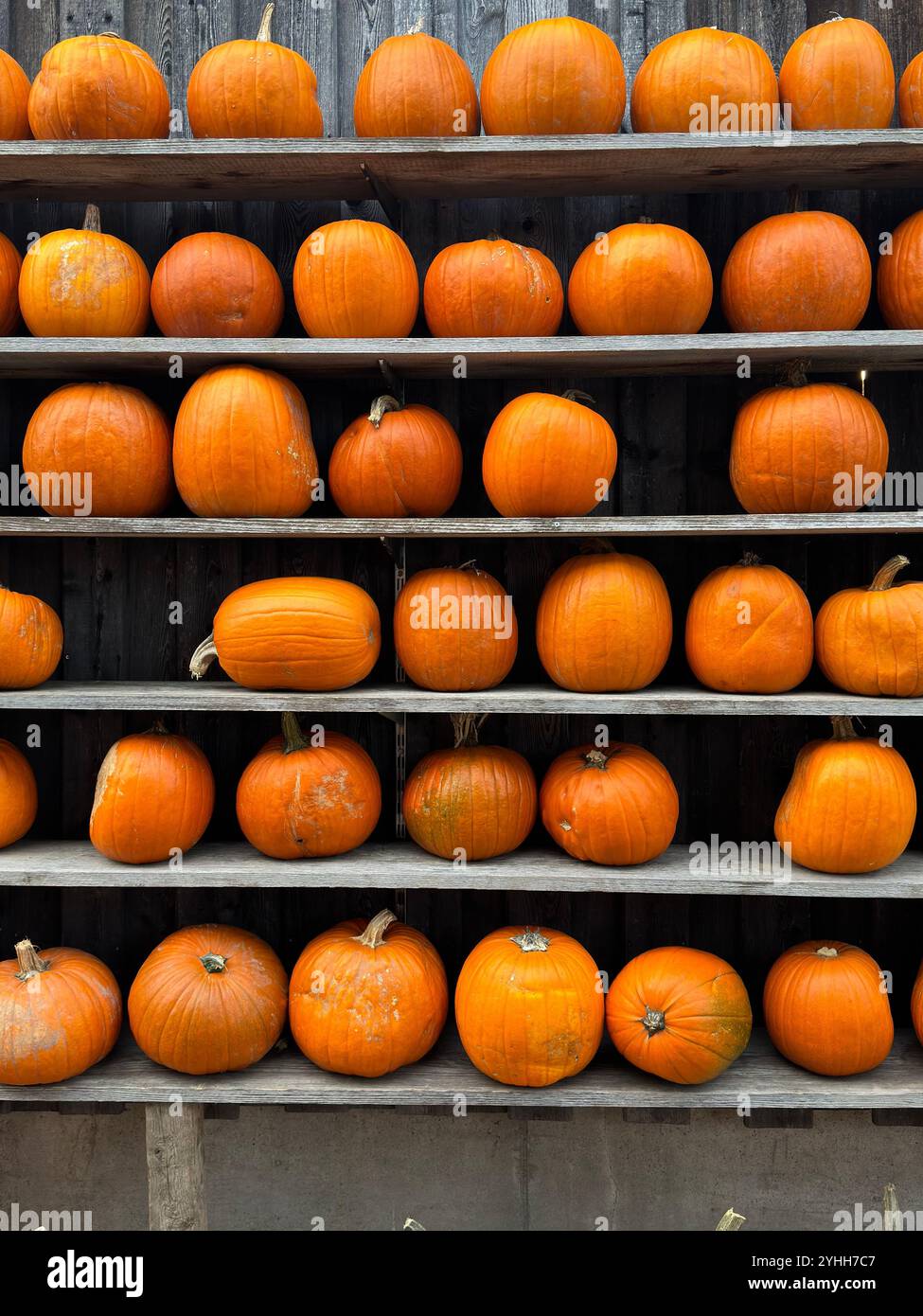 Pumpkin Display on Rustic Shelves - Smartphone Captured Stock Image
