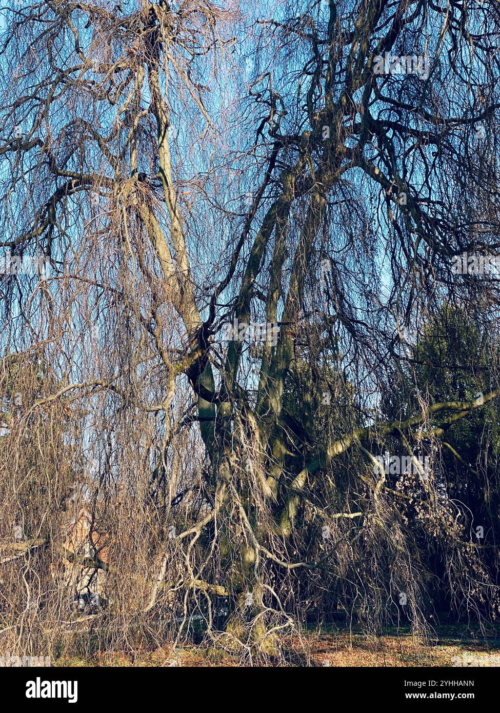 Big Old LeaflessTree - Smartphone Captured Stock Image