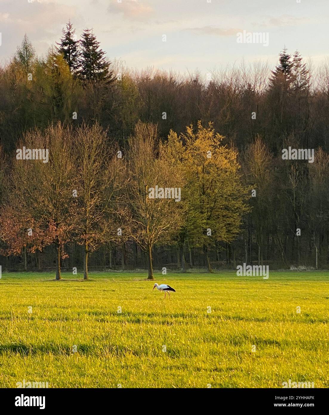 A Stork Bird walking in a Forest in Germany - Smartphone Captured Stock Image A Stork Bird walking in a Forest in Germany - Smartphone Captured Stock Image