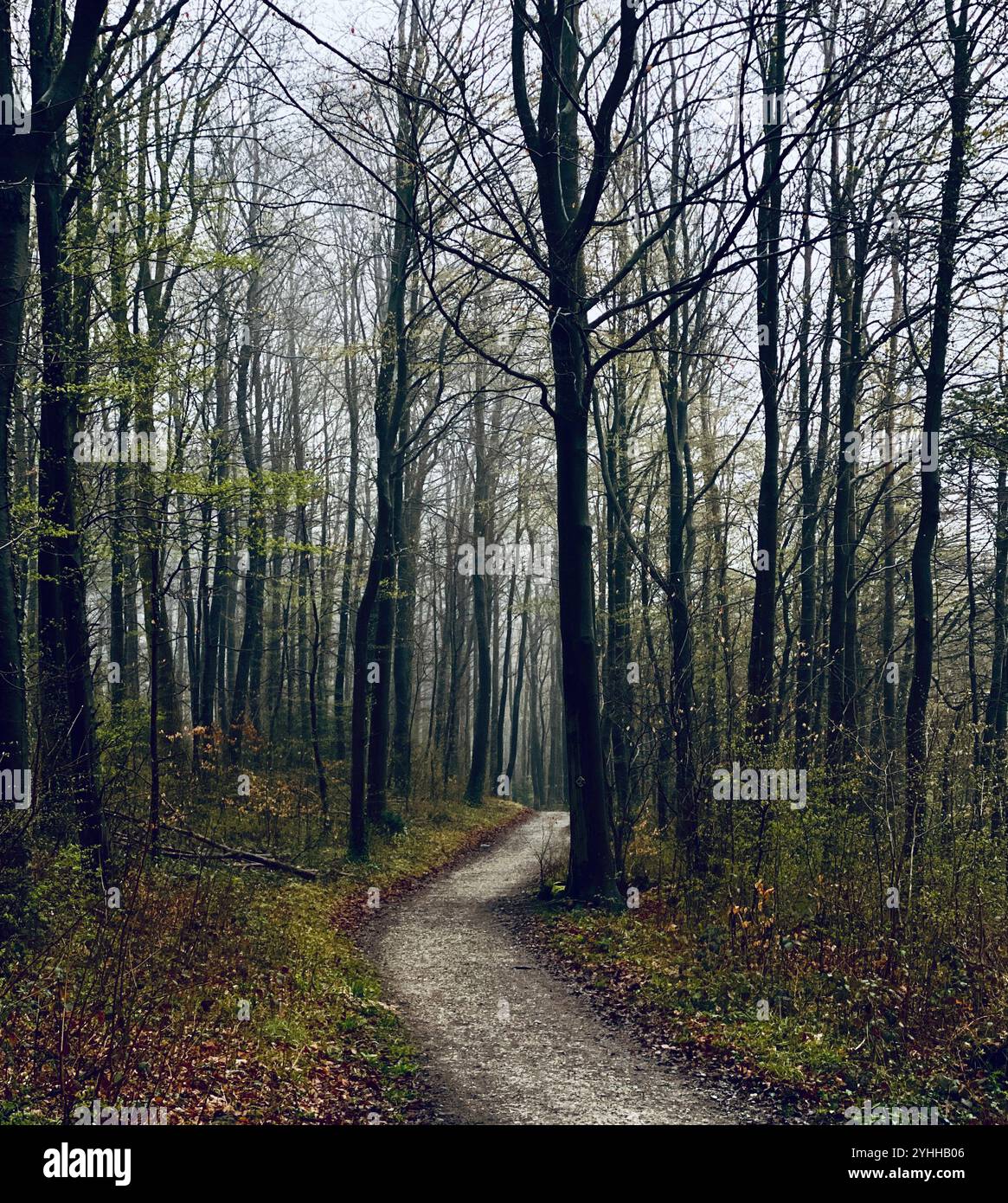 Foggy winter Forest in Germany - Smartphone Captured Stock Image Foggy winter Forest in Germany - Smartphone Captured Stock Image