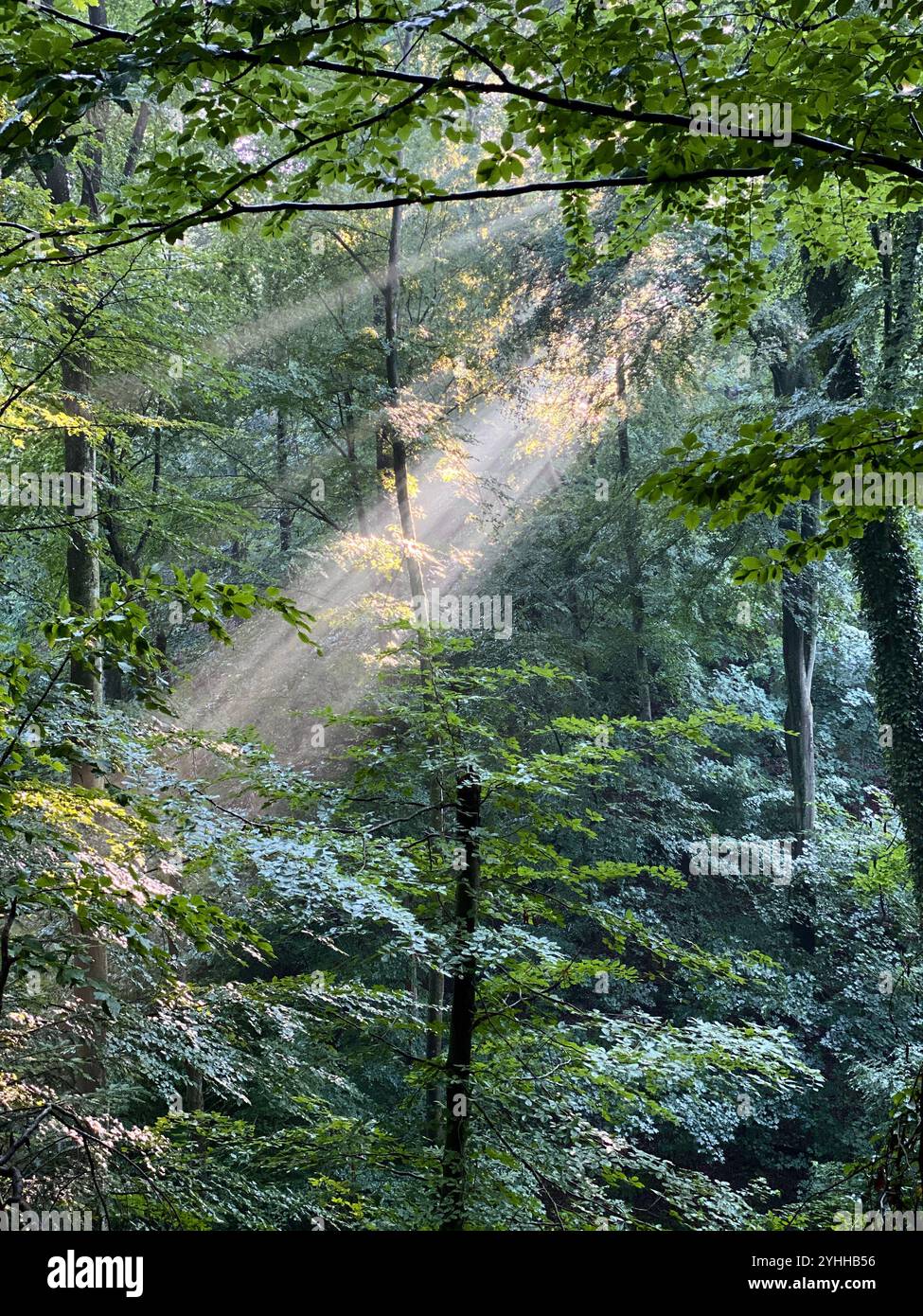 Sunrays or Sunlight coming through trees in a Forest in Germany - Smartphone Captured Stock Image