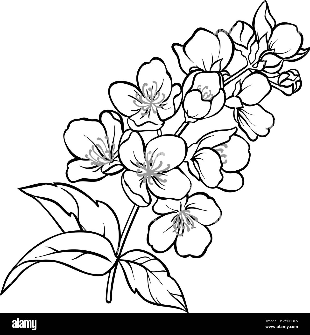 Flower jasmine Black and White Stock Photos \u0026 Images - Alamy, image size:1284x1390