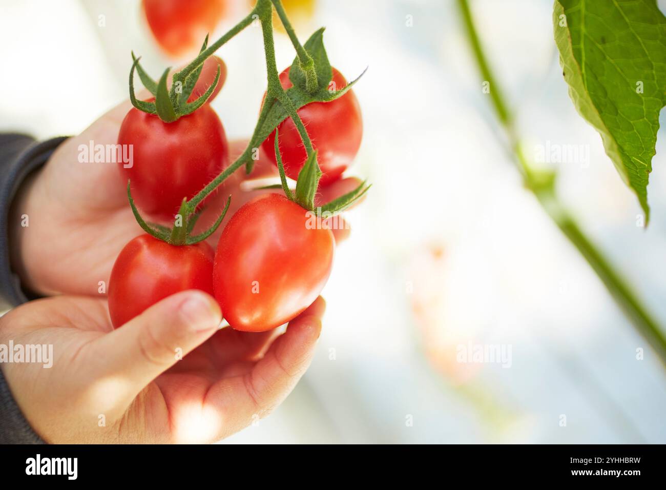 Tomatoes and children's hands Stock Photo