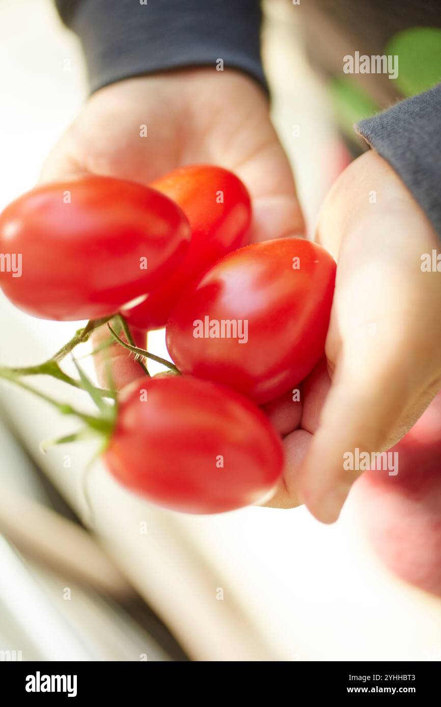 Tomatoes and children's hands Stock Photo
