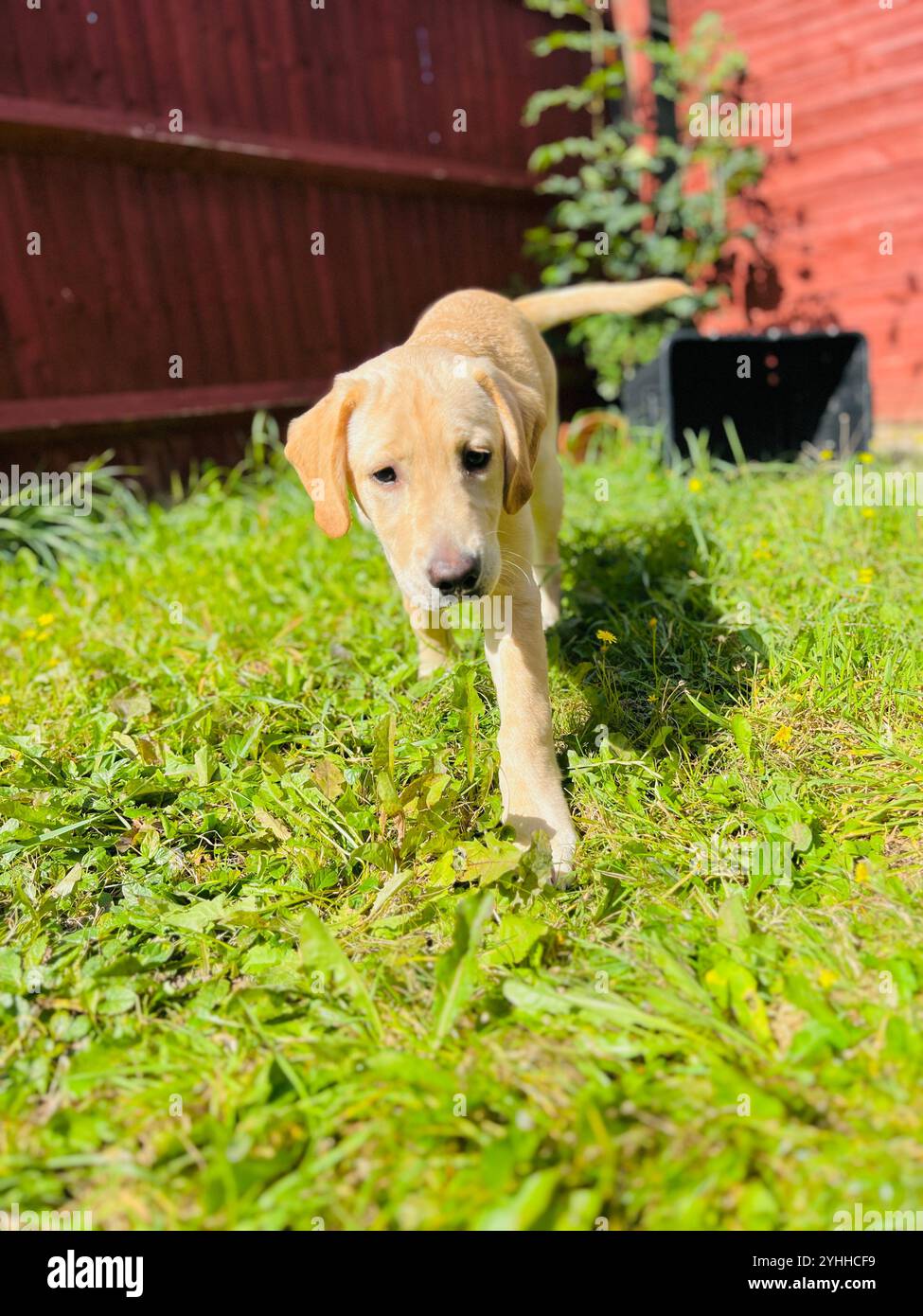 Idyllic Greek Street Lined with Cafe Tables and Chairs/Colorful Mediterranean Alley with Outdoor Dining Setup/Greek Island Alleyway with Rustic Charm - Smartphone Captured Stock Image