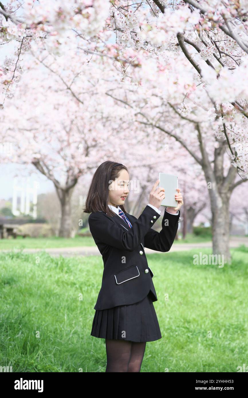 Junior high school girls taking a photo under a row of cherry blossom ...