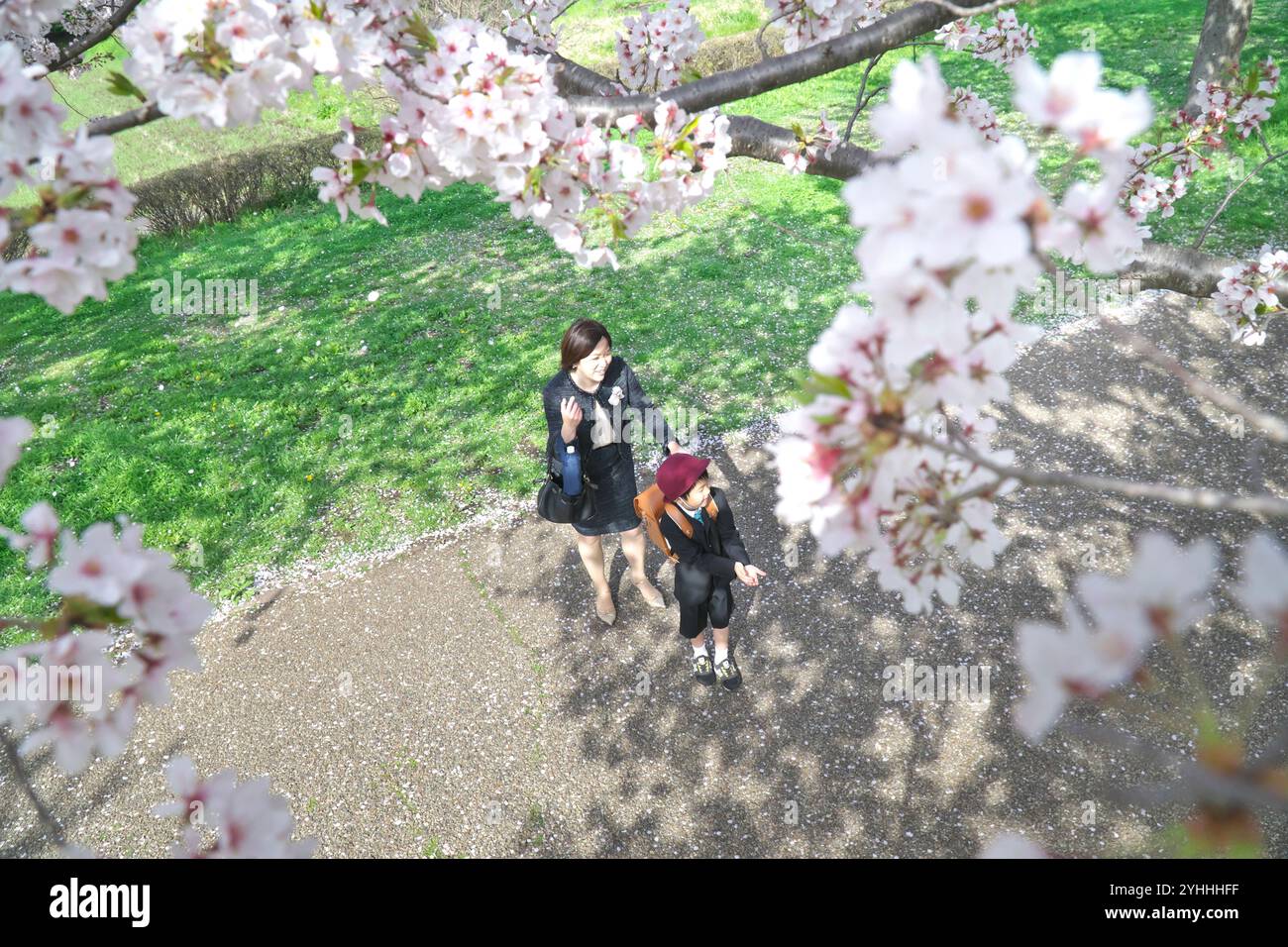 First-grader and his mother under cherry blossom tree Stock Photo - Alamy