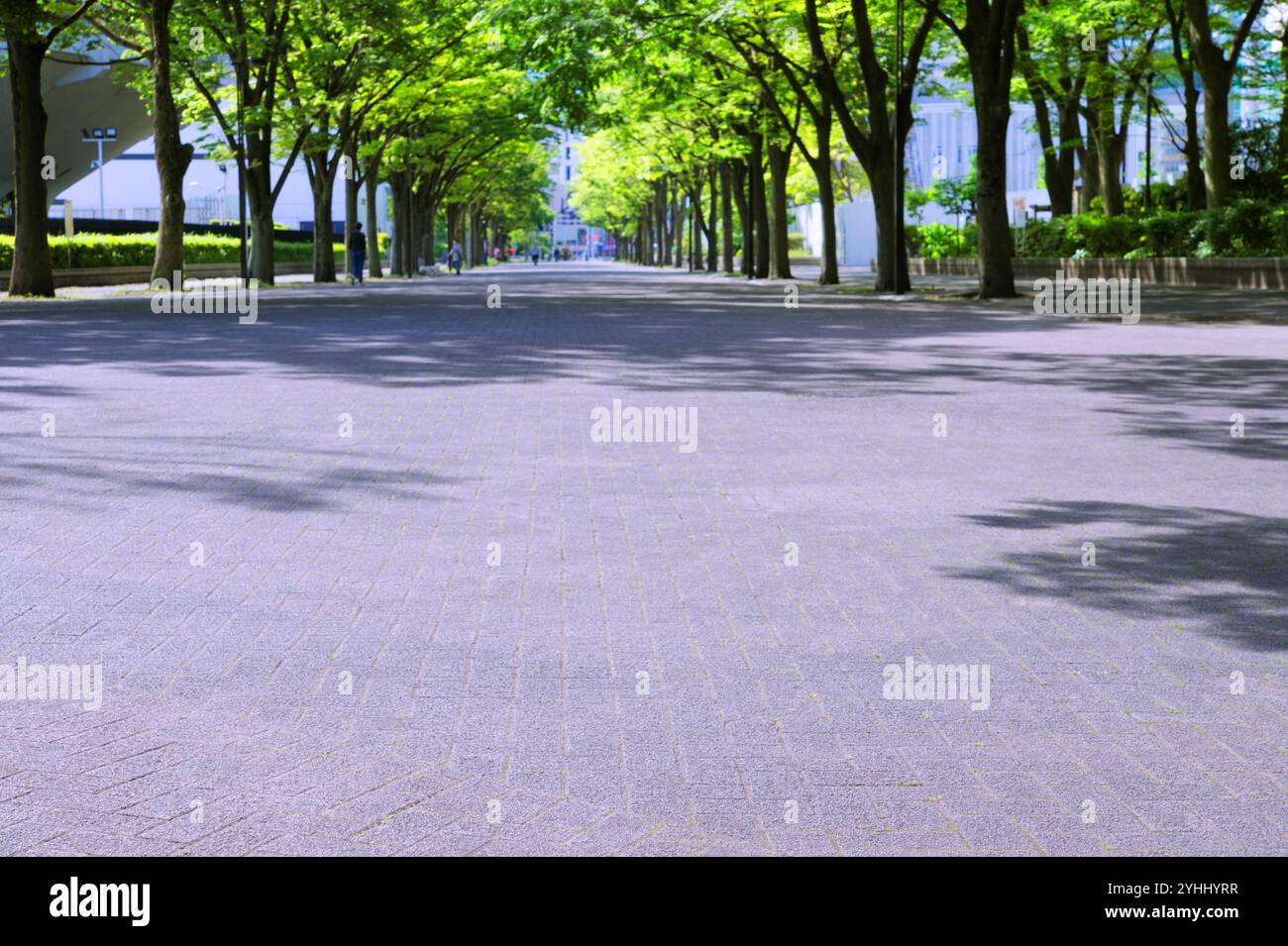 Walkway lined with zelkova trees in Yoyogi Park in fresh green Stock ...