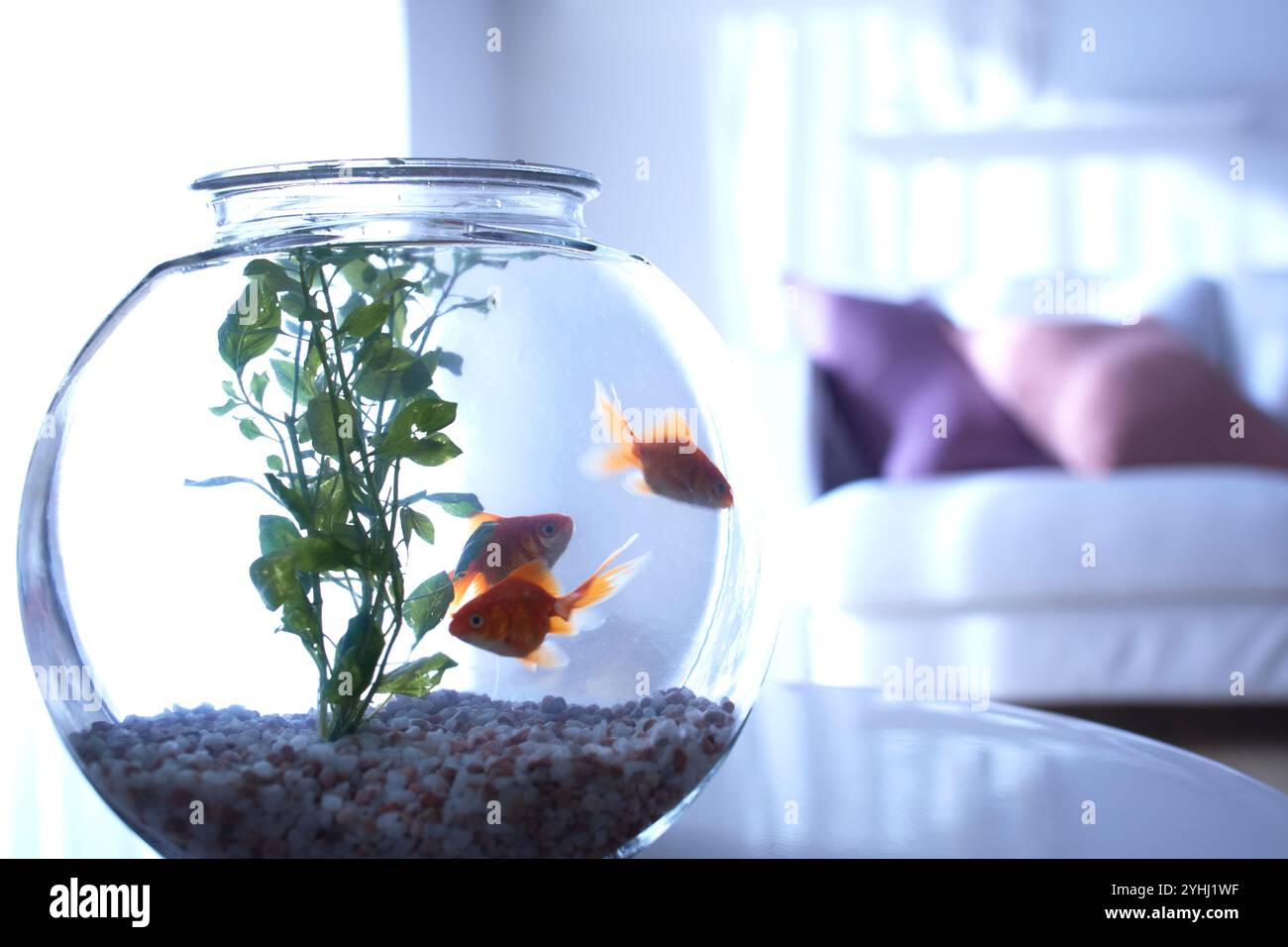 Fluttering fish hi-res stock photography and images - Alamy