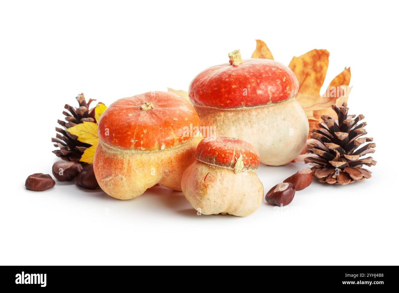 Autumn display with pumpkin and leaves isolated on white background ...