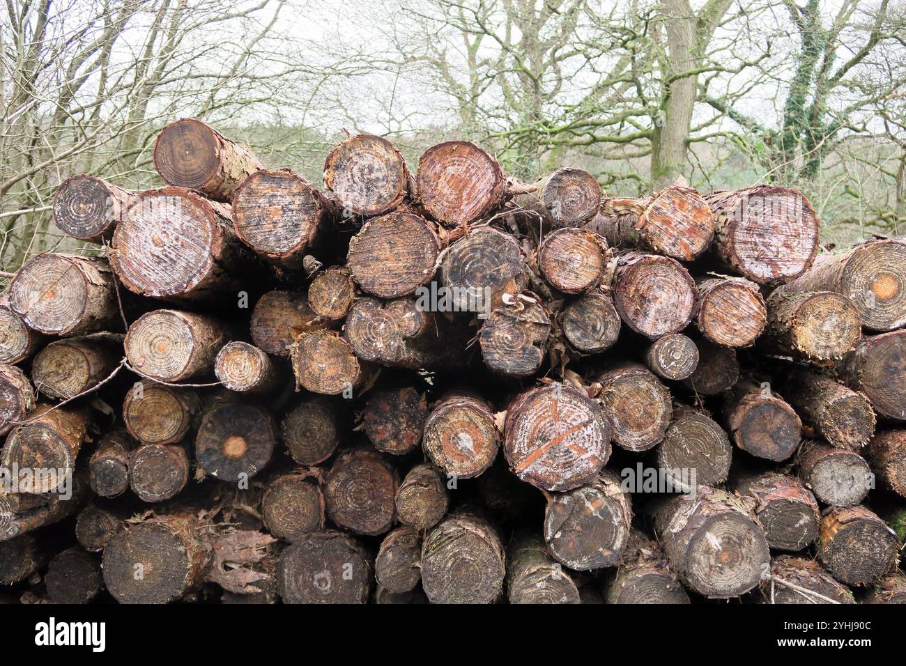 Tree Logging Stack Stock Photo - Alamy