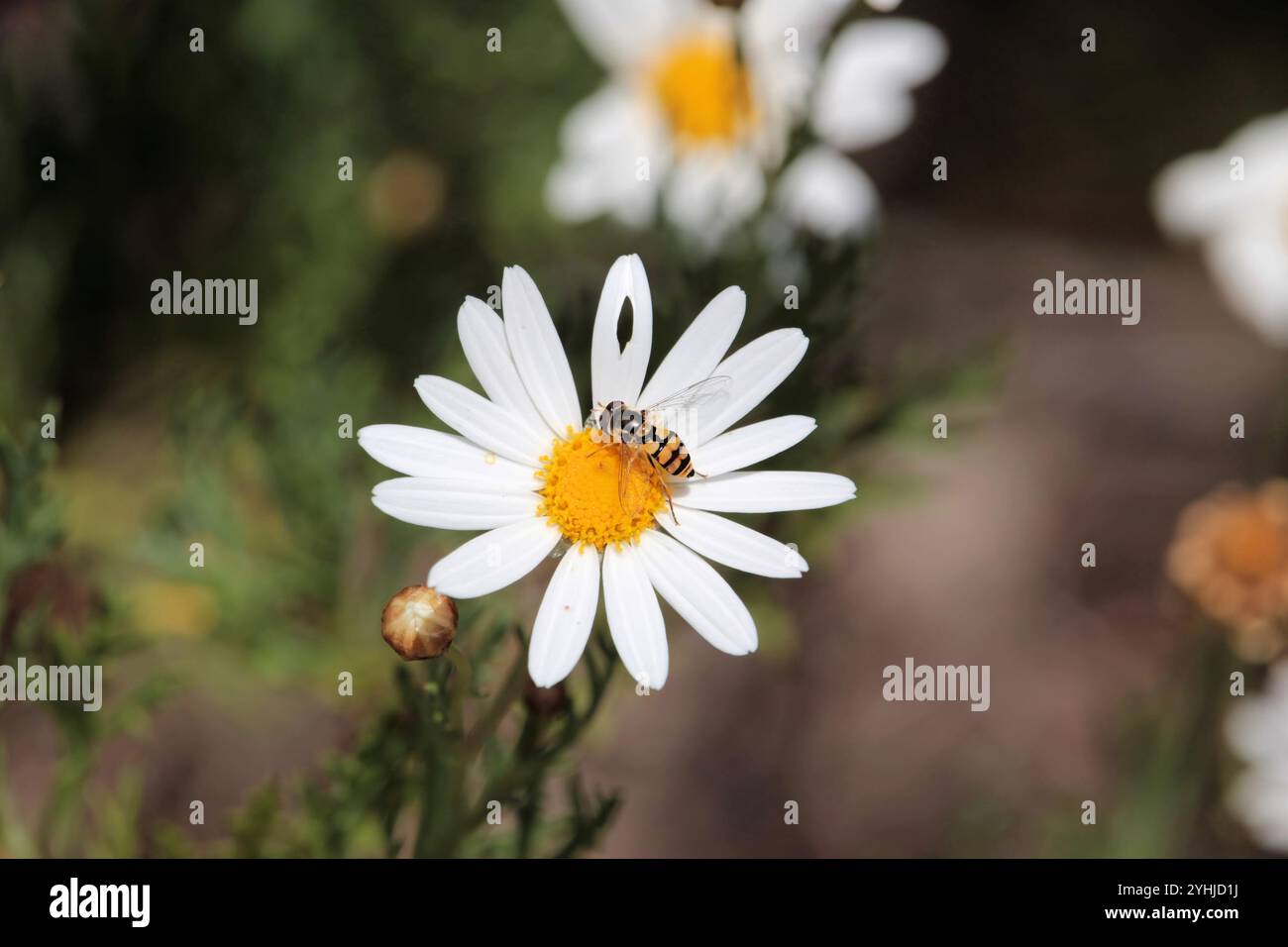 Yellow-shouldered Stout Hover Fly (Simosyrphus grandicornis) feeding on nectar, South Australia Stock Photo