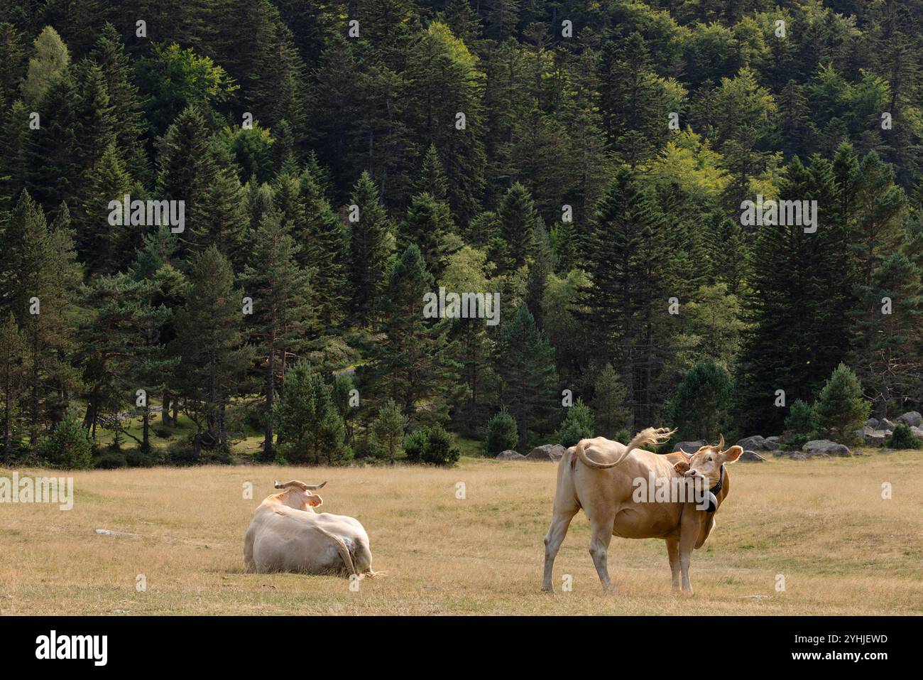 Beautiful cows cattle grazing hi-res stock photography and images - Alamy