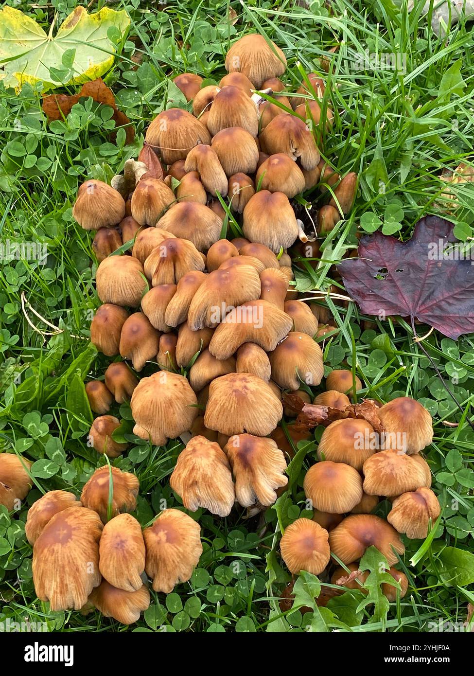 A fine spread of wild fungi in grass - Smartphone Captured Stock Image