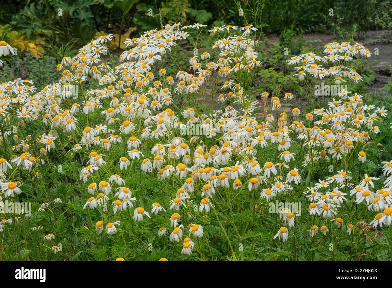Flowers of Pharmacy chamomile is growing in meadow. Countryside garden. Bright floral background. Blooming flowers. Stock Photo