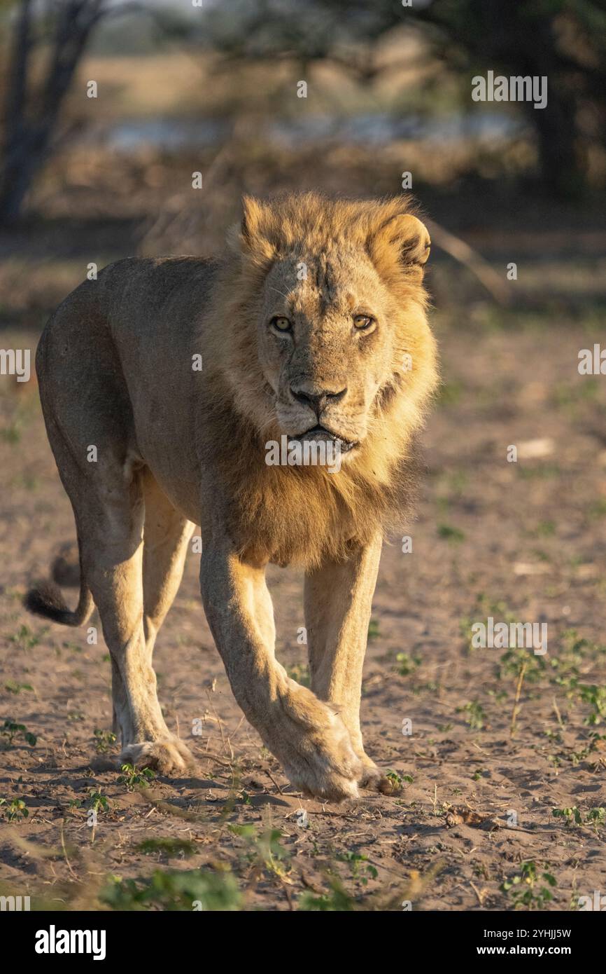 Lion animal walk hi-res stock photography and images - Alamy